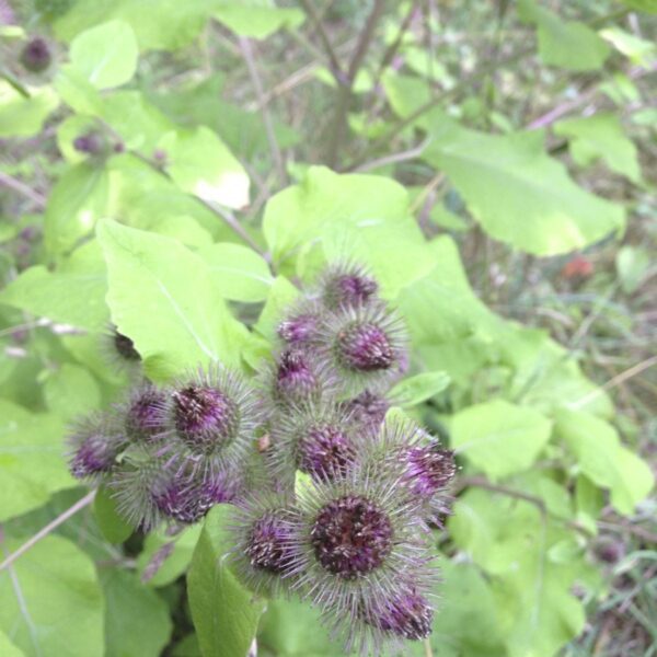 how to get rid of burdock weeds
