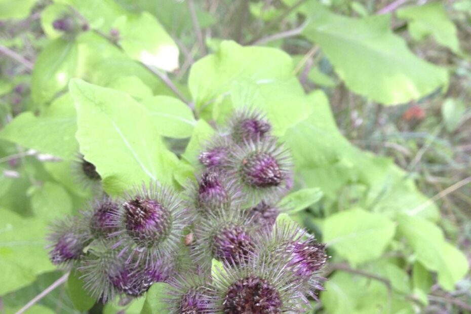 how to get rid of burdock weeds