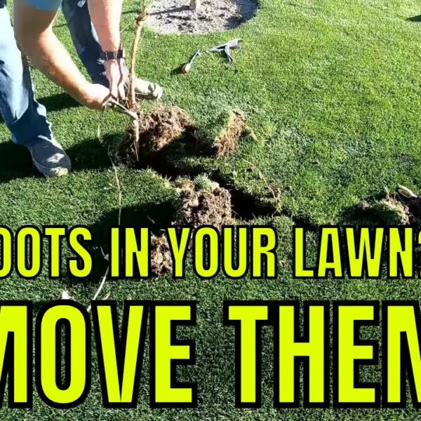 how to get rid of cottonwood tree roots