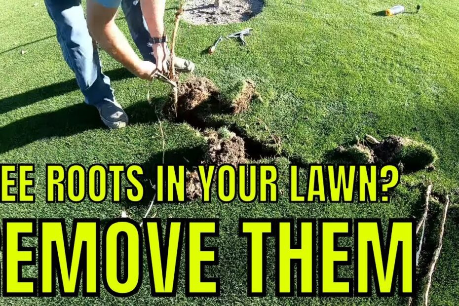 how to get rid of cottonwood tree roots