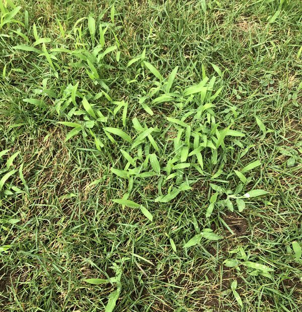 How to Get Rid of Crabgrass in Zoysia Lawns