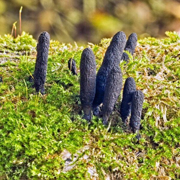 how to get rid of dead mans fingers fungus