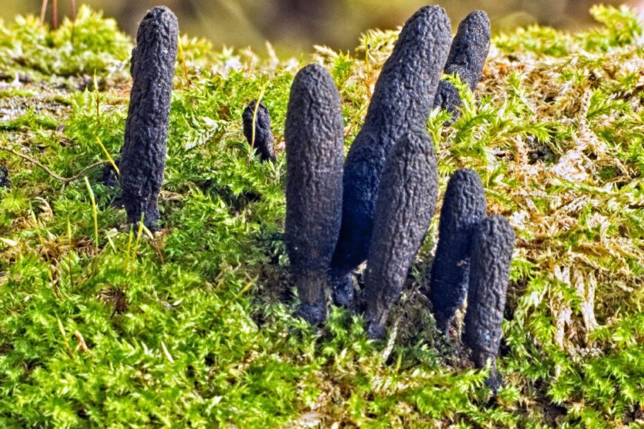 how to get rid of dead mans fingers fungus