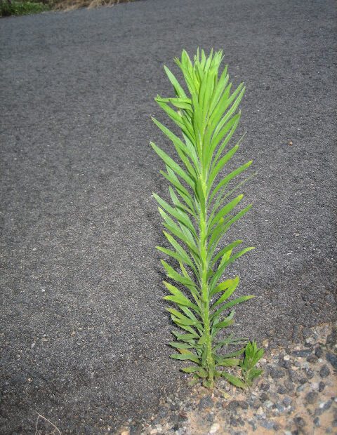 How to Get Rid of Horseweed in Lawn