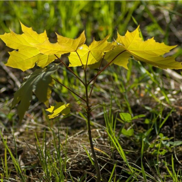 how to get rid of maple tree seedlings