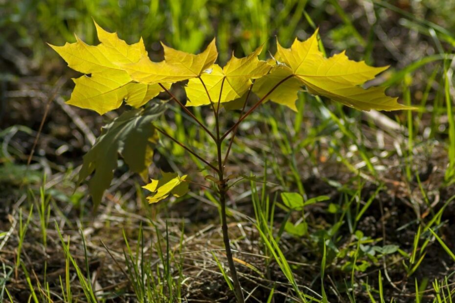 how to get rid of maple tree seedlings