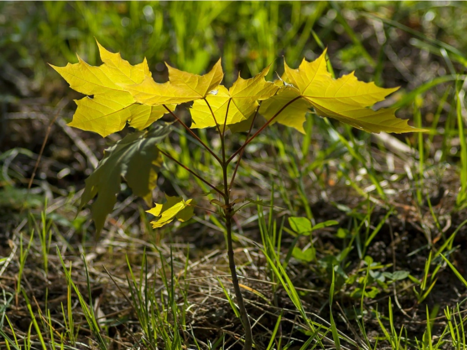 How to Get Rid of Maple Tree Seedlings