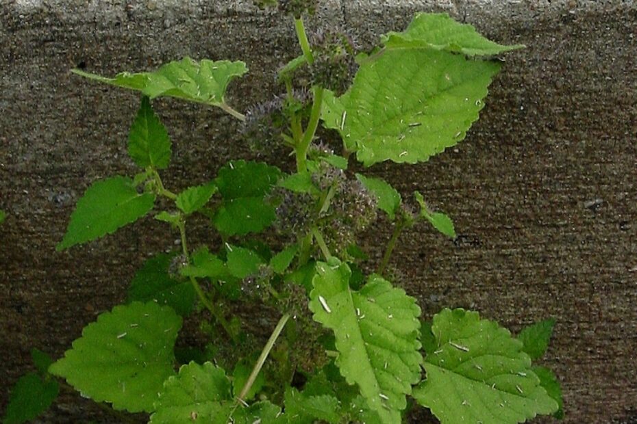 How to Get Rid of Mulberry Weed