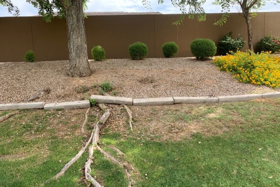 How to Get Rid of Sissoo Tree Roots