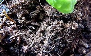 how to get rid of soil mites