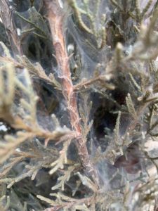 how to get rid of spider mites on cypress trees