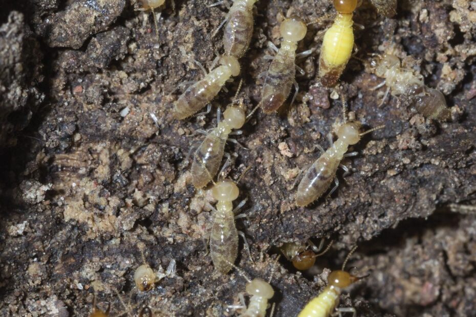 How to Get Rid of Termites in Mulch