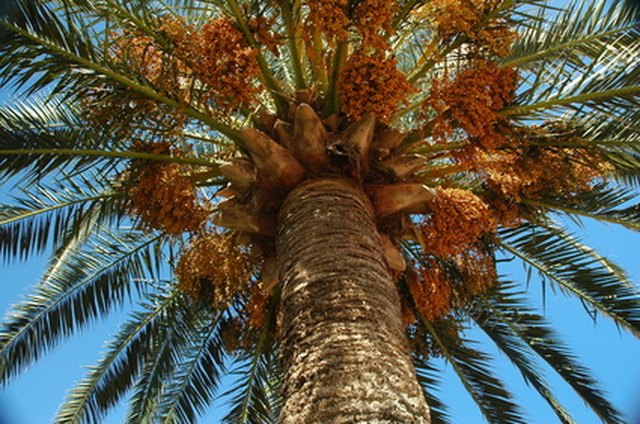 How to Get Rid of Termites on Palm Trees