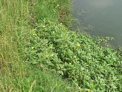 how to get rid of water primrose