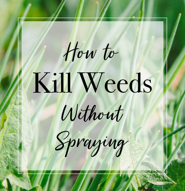 how to get rid of weeds in a drainage ditch