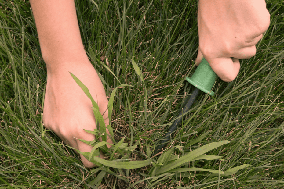 how to get rid of weeds in florida