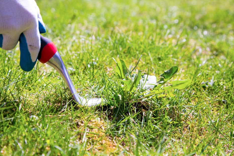 how to get rid of weeds in florida lawn