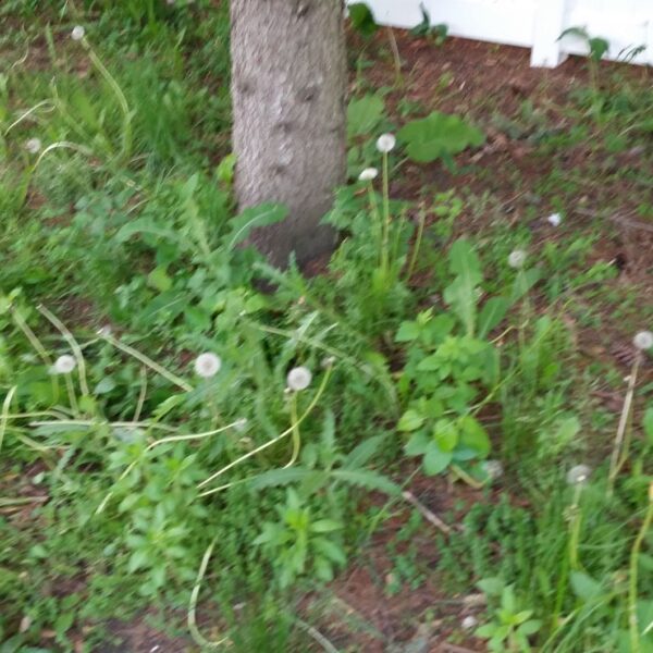 how to get rid of weeds under pine trees