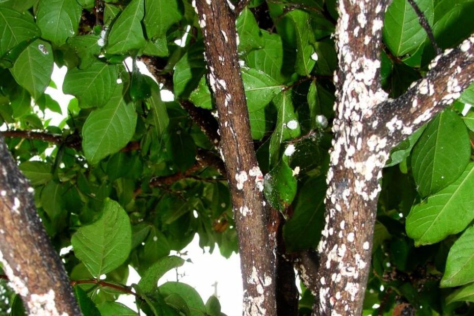 How to Get Rid of White Fungus on Crepe Myrtle