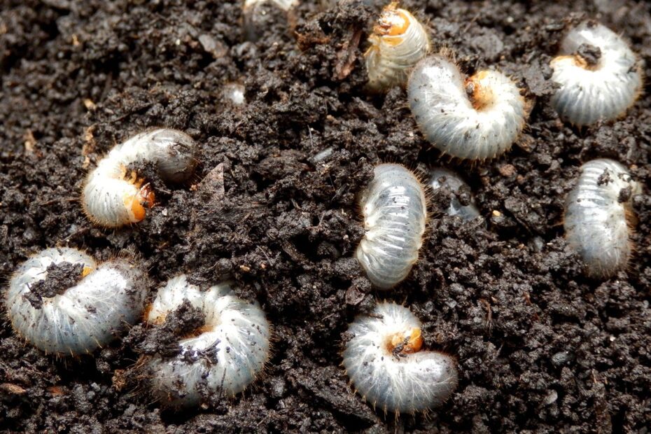 How to Get Rid of White Worms in Soil