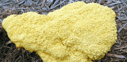 How to Get Rid of Yellow Fungus on Mulch