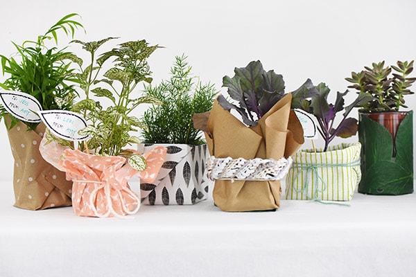 How to Gift Wrap a Potted Plant