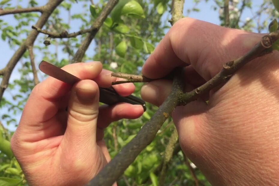 How to Graft Persimmon Trees