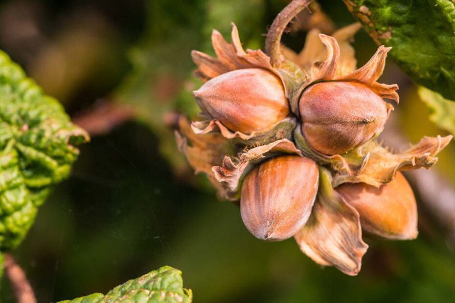 How to Grow a Hazelnut Tree from a Nut