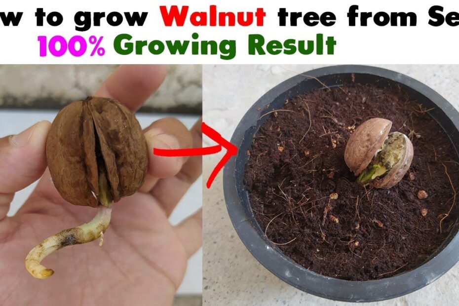 How to Grow a Walnut Tree from Seed