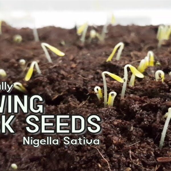 how to grow black seed plant
