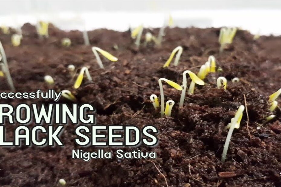 how to grow black seed plant