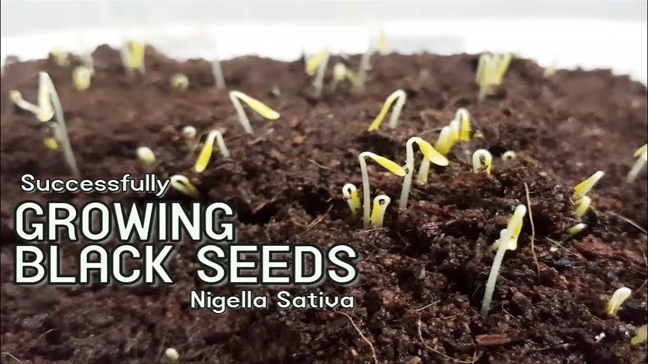 How to Grow Black Seed Plant - Up-Gardening