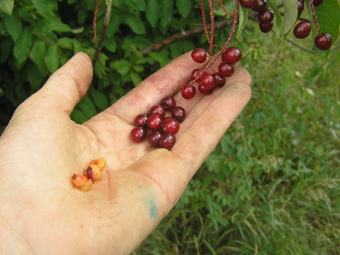 How to Grow Chokecherry from Seed