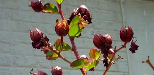 how to grow crape myrtle from seeds