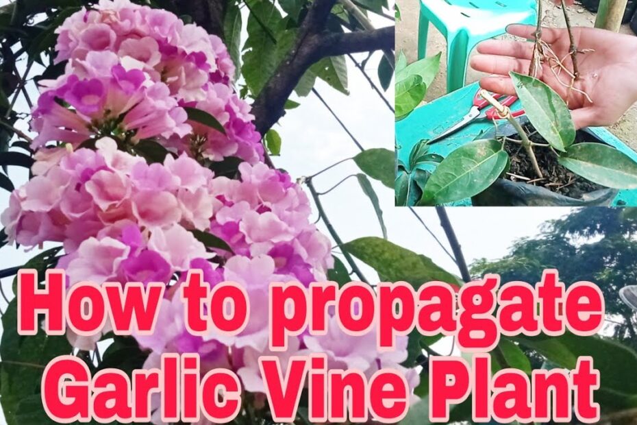 How to Grow Garlic Vine from Seed