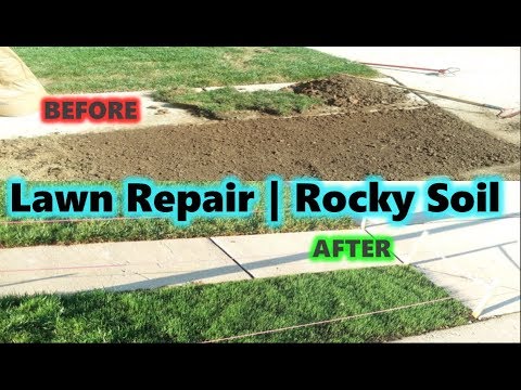 how to grow grass on rocky soil