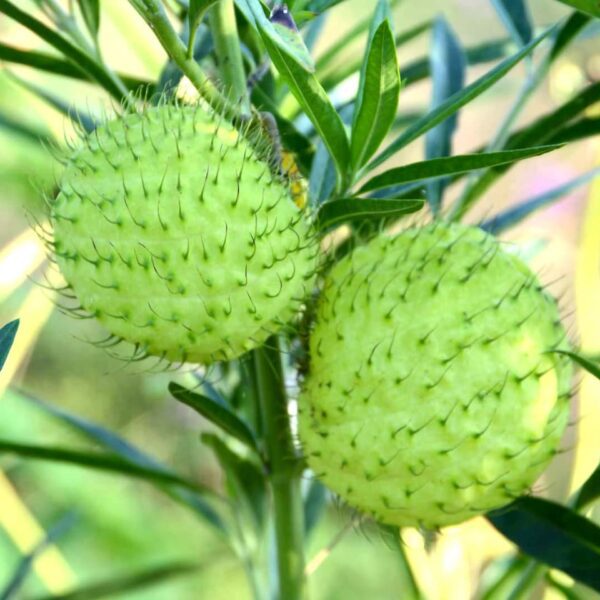 how to grow hairy balls milkweed from seed