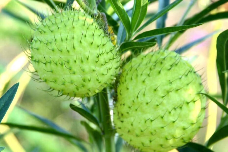 how to grow hairy balls milkweed from seed