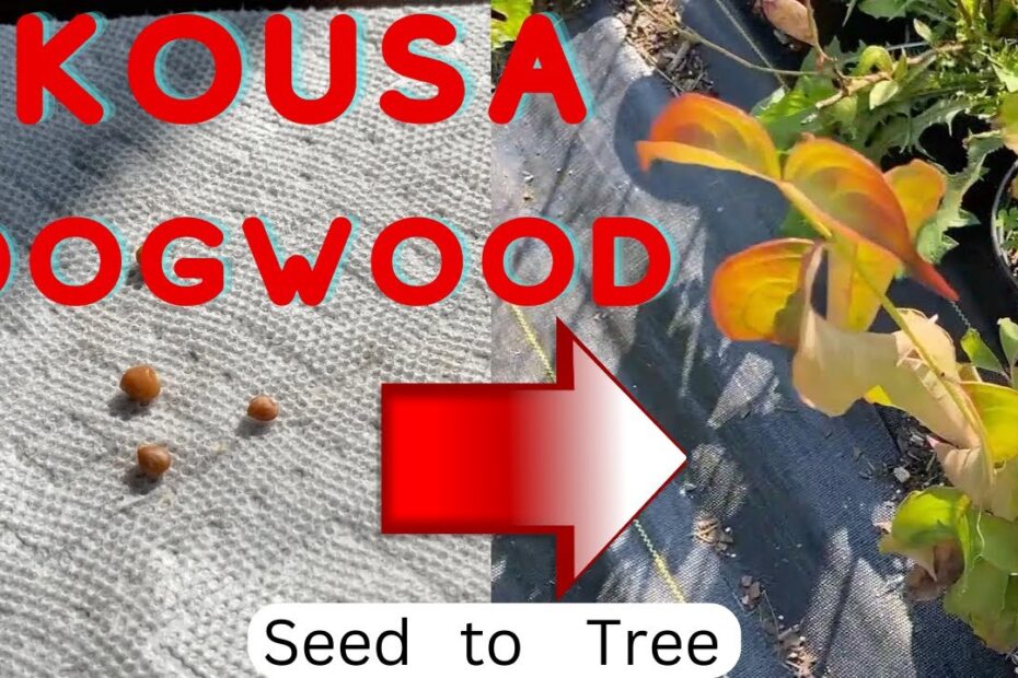 How to Grow Kousa Dogwood from Seed