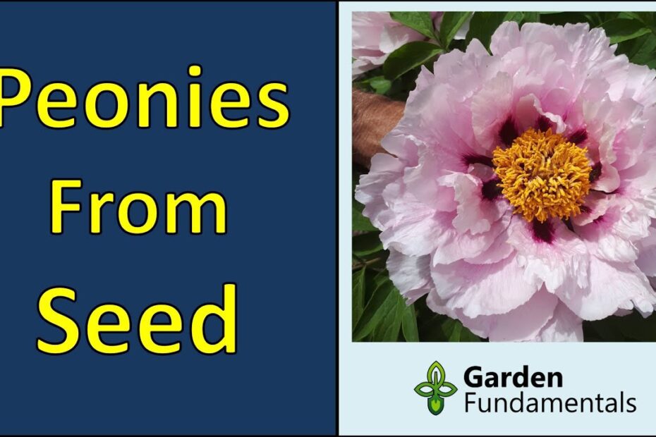 How to Grow Peonies from Seeds