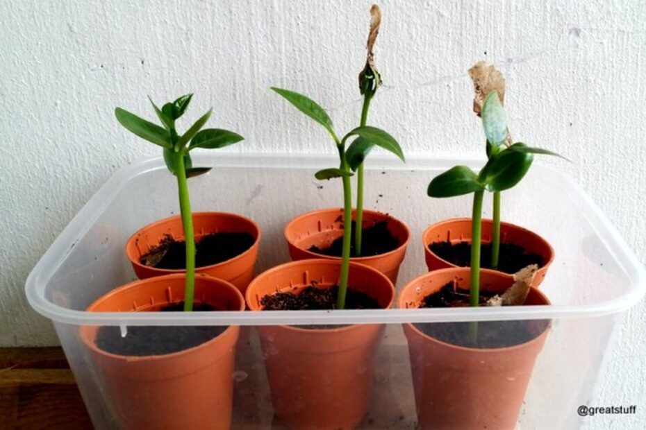 how to grow plumeria from seed