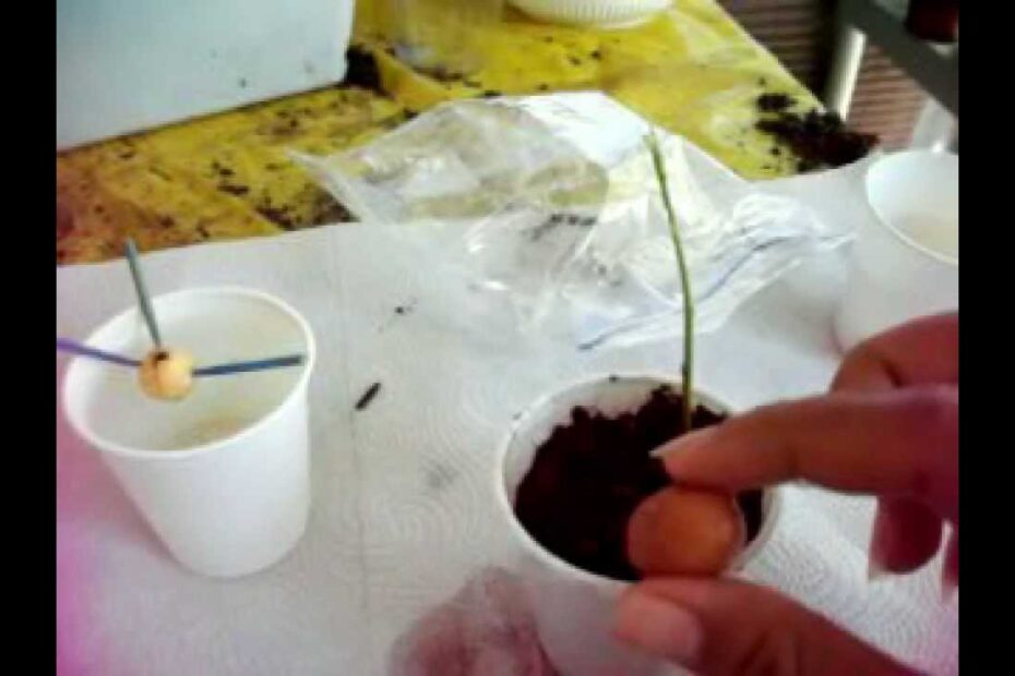 how to grow quenepas from seed