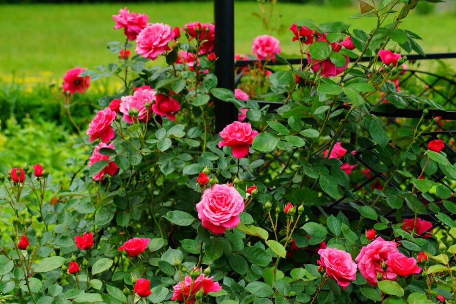 How to Grow Roses in Florida