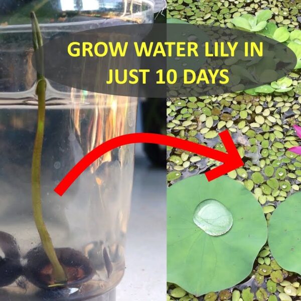 how to grow water lilies from seed