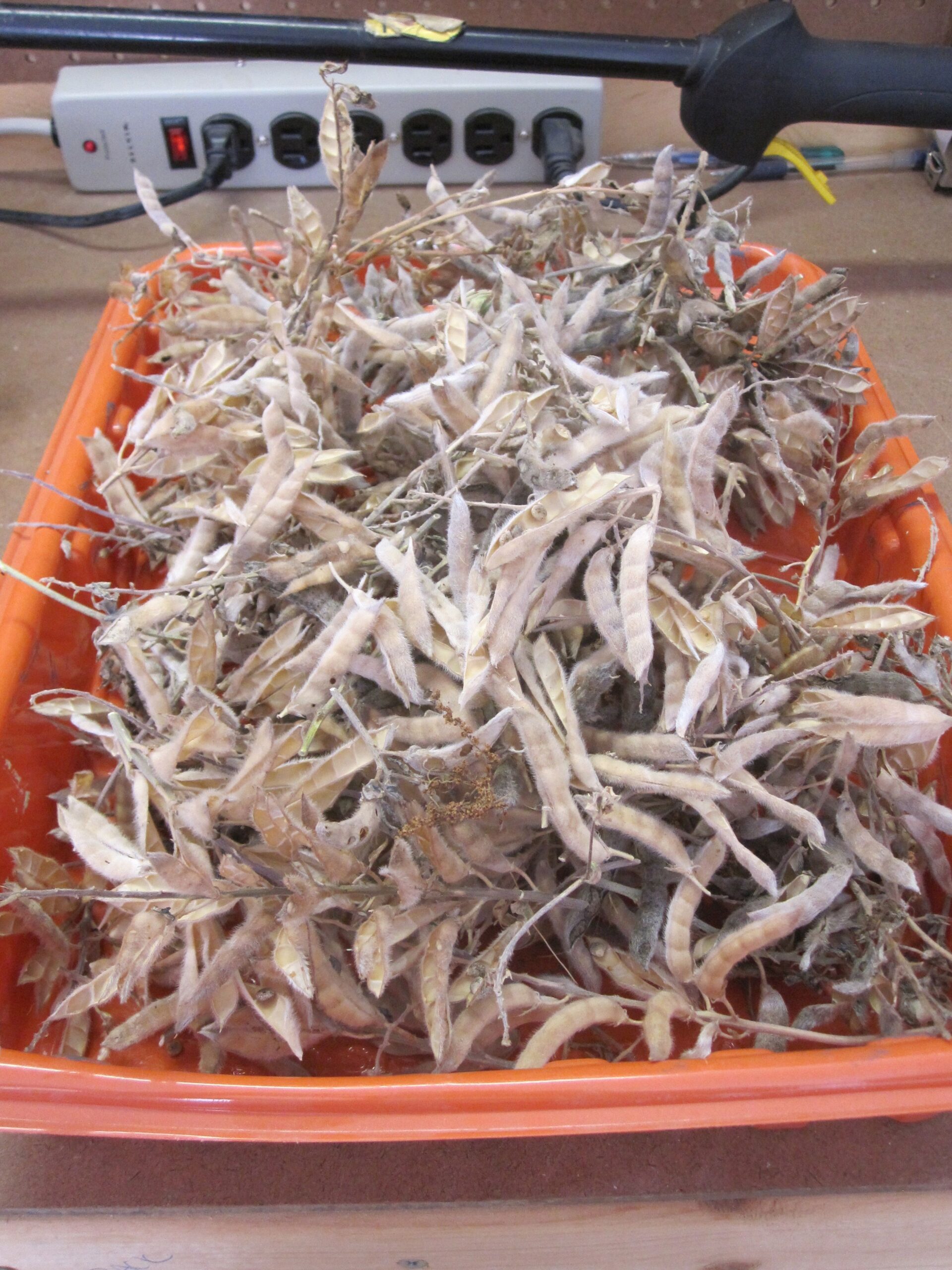 How to Harvest Bluebonnet Seeds