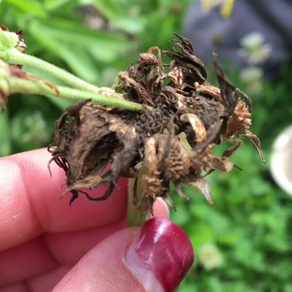how to harvest calendula seeds