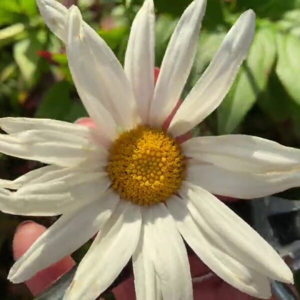 how to harvest daisy seeds
