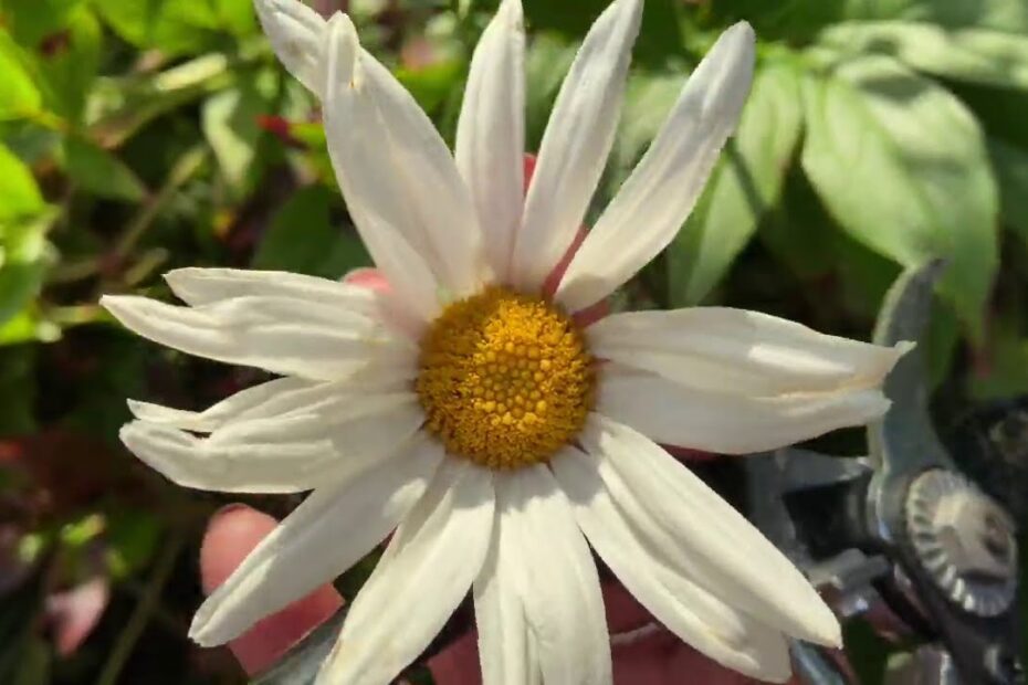 how to harvest daisy seeds