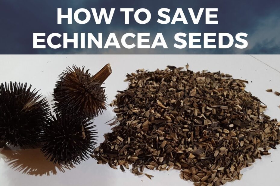 how to harvest echinacea seeds