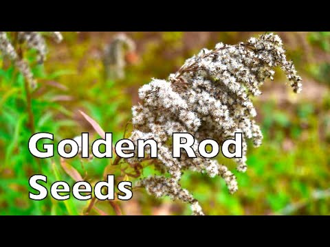 how to harvest goldenrod seeds